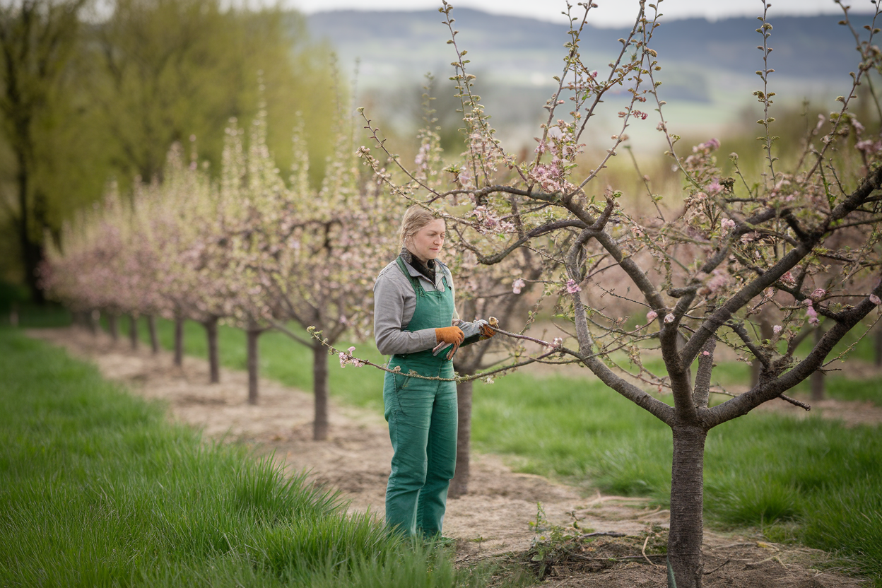 jardinier-secateur-pommier-verger-printemps